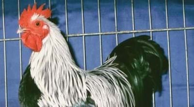 37. Kükenschau in der Dr.-Vits-Sporthalle